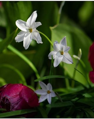 Ipheion Alberto Costello