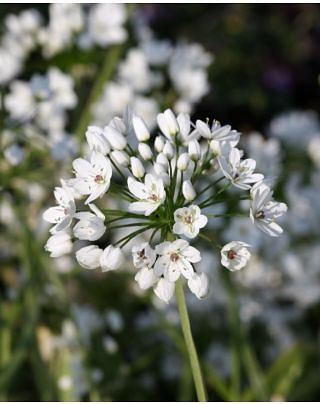 Allium Cowanii Bulbs