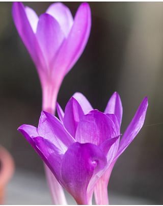 Colchicum Speciosum