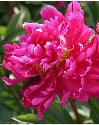 Paeonia Karl Rosenfield