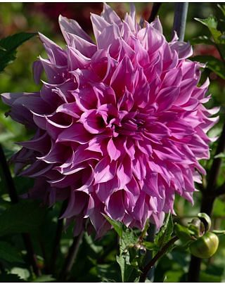 Dahlia Arthur Hambley