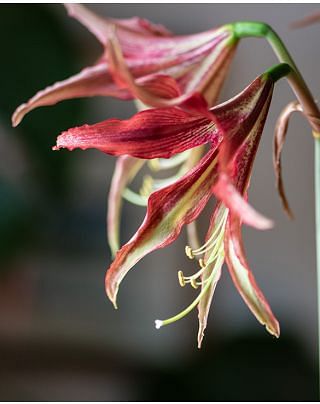 Amaryllis (Hippeastrum) La Paz Bulbs