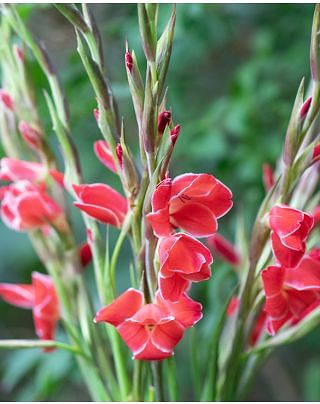 Gladiolus Atom Bulbs