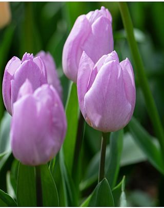 Tulip Candy Prince ® Bulbs