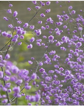 Thalictrum Hewitt's Double