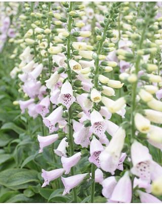 Digitalis Virtuoso Lavender
