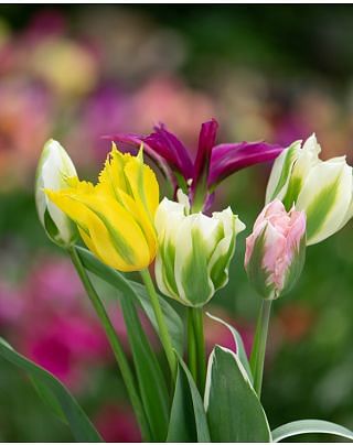 Tulip Viridiflora Mixture