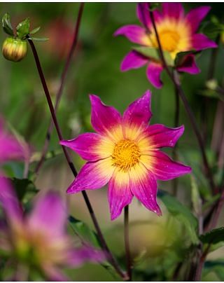 Dahlia Bright Eyes Tubers