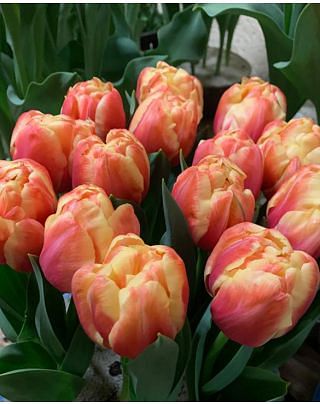 Tulip Tasmania