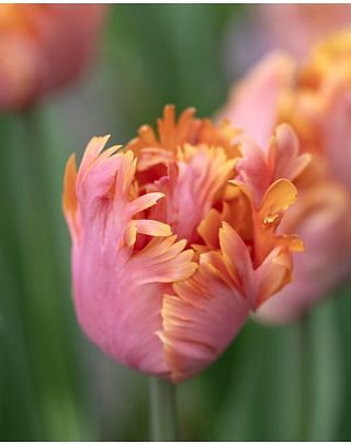 Tulip Amazing Parrot