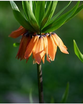 Fritillaria Crown Imperialis Aurora Bulbs
