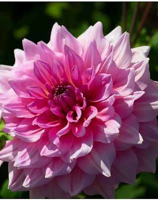 Dahlia Otto's Thrill Bulbs