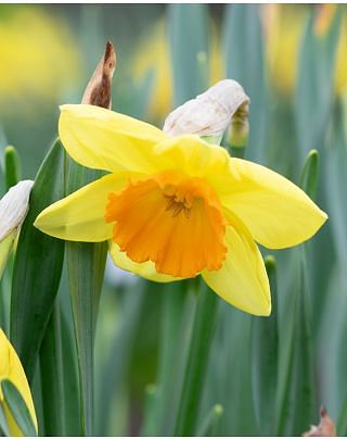 Narcissus Delibes Bulbs