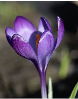 Crocus Tommasinianus Ruby Giant