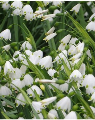 Leucojum Aestivum