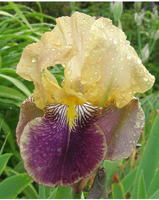 Iris Germanica Nibelungen