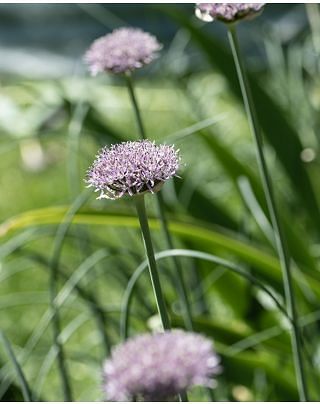 Allium New York Bulbs