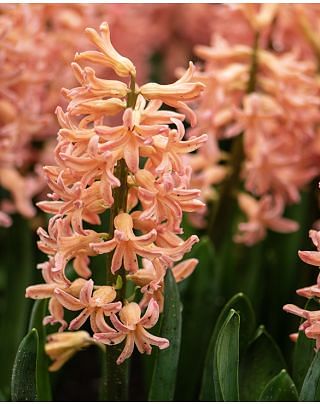 Hyacinth Gypsy Queen