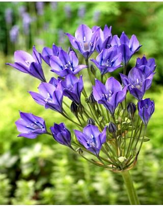 Triteleia Blues (Brodiaea) Bulbs