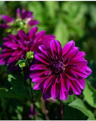 Dahlia Le Baron Tubers