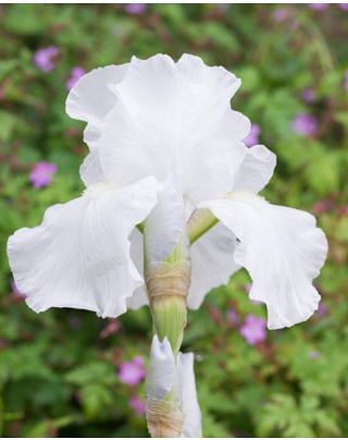 Iris Germanica Immortality Bulbs