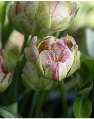 Tulip Sprinkle Dip Bulbs