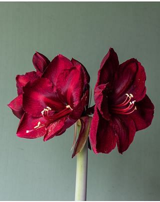 Amaryllis Grand Diva