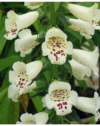 Digitalis Virtuoso Cream 