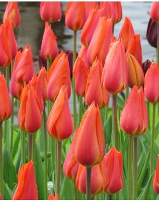 Tulip Temple of Beauty Bulbs