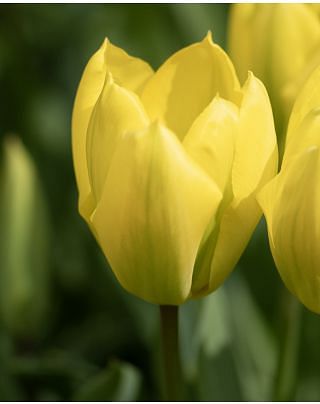 Tulip Candela Bulbs