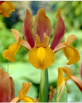 Dutch Iris Autumn Princess