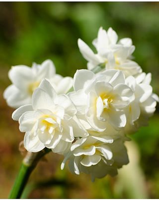 Indoor Flowering Narcissus Erlicheer Bulbs