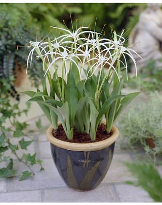 Hymenocallis harrisiana 
