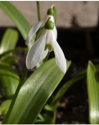 Snowdrop Galanthus Ikariae Bulbs