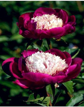 Peony White Cap Bulbs