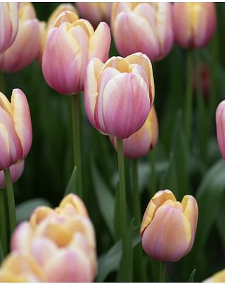 Tulip Magnum Beauty