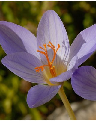 Cocus Speciosus Cassiope