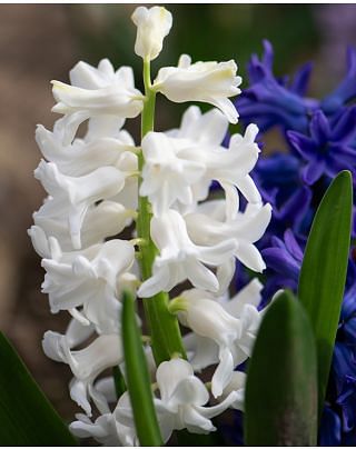Hyacinth White Pearl