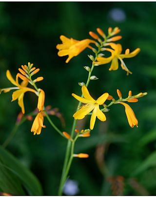 Crocosmia George Davidson Bulbs