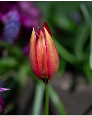 Tulip Lizzy Bulbs