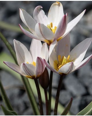 Tulip Hilde Bulbs