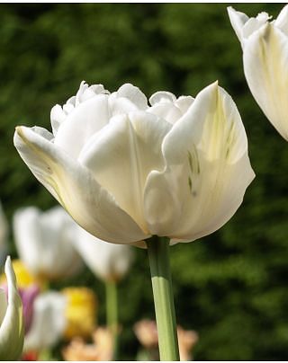 Tulip Mount Tacoma Bulbs