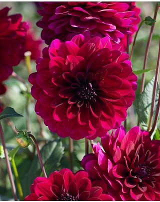 Dahlia Karma Naomi ® Bulbs