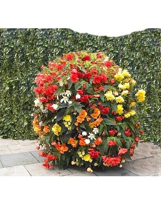 Begonia Cascade Mixture Bulbs
