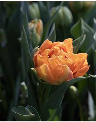 Tulip Orca Bulbs