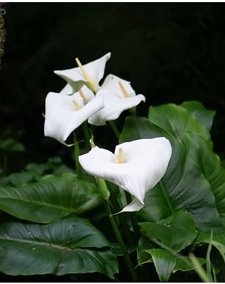 Zantedeschia Aethiopica