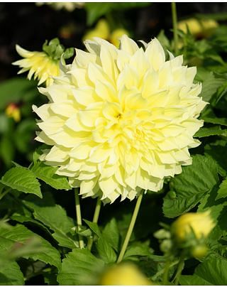 Dahlia Kelvin Floodlight Bulbs