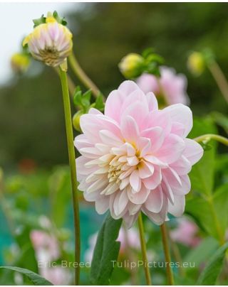 Dahlia Bracken Ballerina 