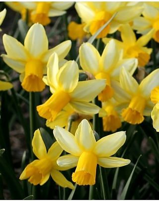 Narcissus Mother Duck Bulbs