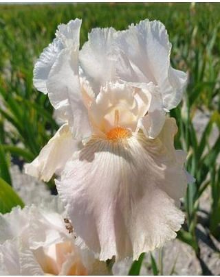 Iris Germanica Frappe
